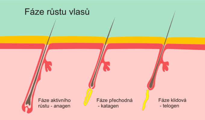 faze-rustu-vlasu